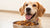 What Dog Food Makes Dogs Gain Weight: A Comprehensive Guide
