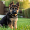What Dog Food Should I Feed My German Shepherd Puppy? The Ultimate Guide for Health and Growth