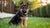 What Dog Food Should I Feed My German Shepherd Puppy? The Ultimate Guide for Health and Growth
