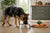 What Dog Food Should I Feed My German Shepherd Puppy? The Ultimate Guide for Health and Growth