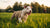 What Dog Food Should I Feed My Pitbull Puppy? A Comprehensive Guide for Pet Owners