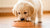 What Dog Food Should I Feed My Puppy? A Comprehensive Guide for New Pet Parents