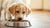 What Dog Food to Feed My Puppy: A Comprehensive Guide for New Pet Owners