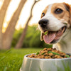 What Dog Food Will Help Gain Weight? A Comprehensive Guide for Pet Owners