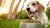 What Dog Food Will Help Gain Weight? A Comprehensive Guide for Pet Owners