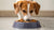 What Dog Food Will Picky Dogs Eat: A Comprehensive Guide for Pet Owners