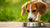 What Dog Foods Have Grain? A Comprehensive Guide for Pet Owners