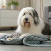 What Dog Has the Least Health Problems? A Guide to Choosing a Healthy Canine Companion