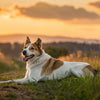 What Dog Needs the Least Exercise? Discovering Low-Energy Breeds for Busy Lifestyles