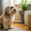 What Dog Treats Are Bad for Dogs? Understanding the Risks to Keep Your Furry Friend Healthy