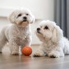 What Dog Treats Are Safe: A Comprehensive Guide for Pet Owners