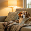 What Dogs Don’t Need a Lot of Exercise: Finding the Perfect Couch Companion
