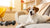 What Dogs Don't Need Much Exercise: A Guide for Busy Pet Owners