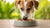 What Dogs Need High Protein Food: Elevating Your Dog's Diet for Optimal Health-141096190191