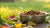 What Dry Dog Food Do Dogs Like Best: A Comprehensive Guide for Pet Owners