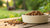 What Dry Dog Food Do Most Vets Recommend for Healthy Canine Nutrition?