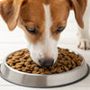 What Dry Dog Food is Best for Picky Eaters? A Comprehensive Guide for Pet Parents