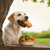 What Fast Food Can My Dog Eat: A Guide to Safe Treats