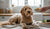 What Food Can I Give My Dog With Allergies? A Comprehensive Guide-141234012399
