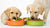 What Food Do Guide Dogs Eat? Understanding the Nutritional Needs of Our Canine Helpers-140213190895
