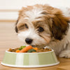 What Food Do Havanese Dogs Eat for Optimal Health