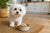 What Food Do Maltese Dogs Eat for Optimal Health?