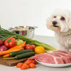 What Food Do Maltese Dogs Eat? A Guide to Toy Breed Nutrition
