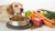 What Food for Dog to Gain Weight: A Comprehensive Guide for Pet Parents