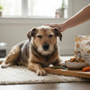 What Food Should I Feed My Dog With Allergies? A Comprehensive Guide for Pet Owners