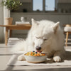 What Food Should I Feed My Senior Dog to Ensure Their Golden Years are Happy and Healthy?