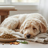 What Food to Avoid for Dogs with Skin Allergies: A Comprehensive Guide