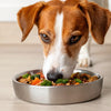 What Food to Give Dog to Stop Eating Poop: A Comprehensive Guide for Pet Owners