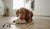 What Foods Are Good for Dogs with Skin Allergies?-141418922223