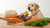 What Foods Can Dogs Eat That We Eat? A Comprehensive Guide for Pet Owners-140130353391