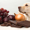 What Foods Can't Dogs Eat List: Keeping Your Pup Safe