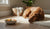 What Foods Help Dog Allergies: A Comprehensive Guide-141417611503