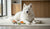 What Foods Help Dogs with Skin Allergies? A Comprehensive Guide for Pet Owners-141417087215