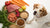 What Foods Must Dogs Never Eat: A Comprehensive Guide for Pet Owners