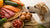 What Foods Should Dogs Not Eat: A Comprehensive Guide for Pet Owners