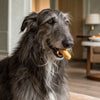 What Fresh Food Can Dogs Eat? A Comprehensive Guide for Pet Owners