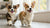 What Fresh Food is Good for Dogs: A Comprehensive Guide for Pet Parents