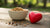 What Grains Do Dogs Need for Heart Health?