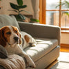 What Happens If a Dog Doesn’t Get Enough Exercise: Understanding the Impacts on Your Furry Friend