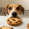 What Happens If a Dog Eats a Chocolate Chip Cookie? Understanding the Risks and Responses