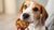 What Happens If a Dog Eats a Chocolate Cookie? A Comprehensive Guide for Pet Owners-140924190959