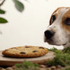 What Happens If a Dog Eats a Cookie? Understanding the Risks