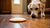 What Happens If a Dog Eats a Sugar Cookie?
