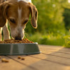What Happens If a Dog Eats Bird Food? Understanding the Risks and Precautions