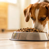 What Happens If a Dog Eats Cat Food? Understanding Risks and Care