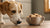What Happens If a Dog Eats Cookie Dough? Understanding the Risks and Solutions-141107069167